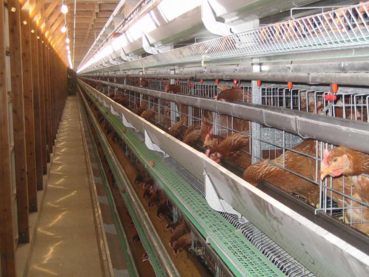 明野養鶏場