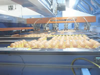 自動洗卵選別機