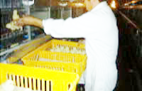 甲斐駒ファームひよこの受け入れ