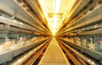 清里農場鶏舎内部